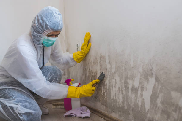 Trusted Lecanto, FL Mold Inspection, Removal & Remediation Experts